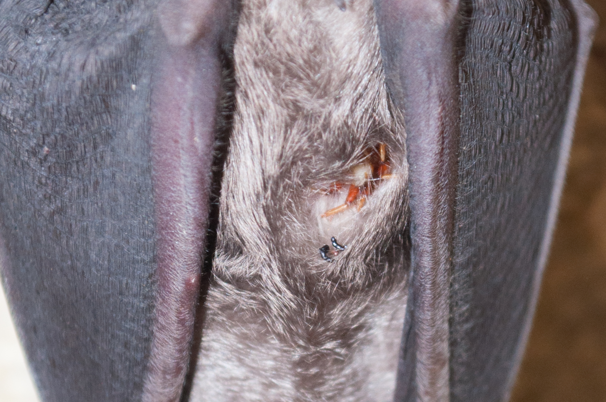 Oumatjie Cave Plettenberg Bay Rhinolophus capensis+Nycteribiidae (4)